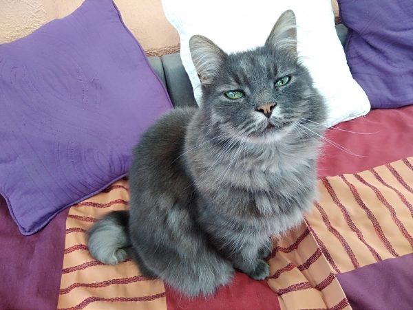 très beau chat gris yeux verts à poils longs