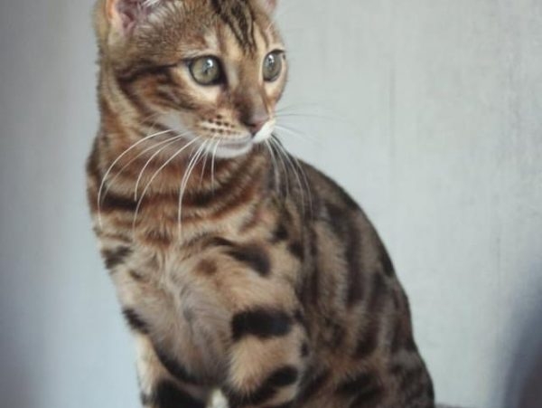 chaton Bengal photogénique
