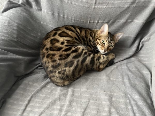 chat bengal pipelette