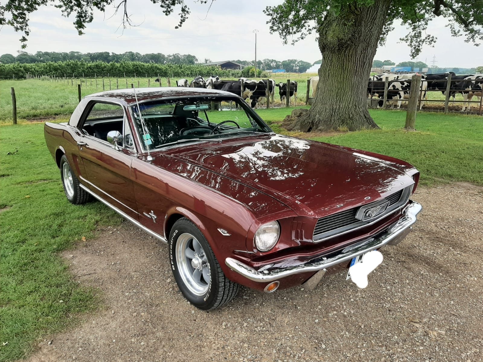 Mustang 1966 à louer