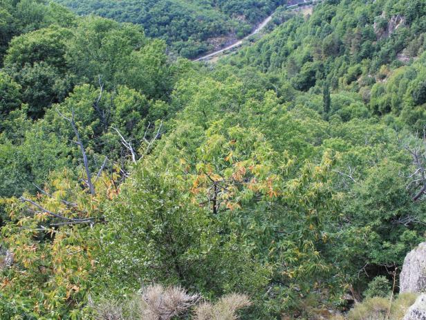 châtaigneraie et ancien verger jusqu'à 5 hectares au cœur de l'Ardèche, Photo 1