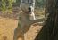 Husky Femelle bien eduquée et sociable, Photo 5
