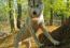 Husky Femelle bien eduquée et sociable, Photo 7