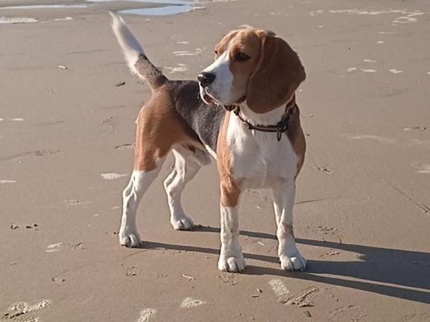 beagle Lof 15 mois , Photo 1