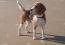 beagle Lof 15 mois , Photo 1