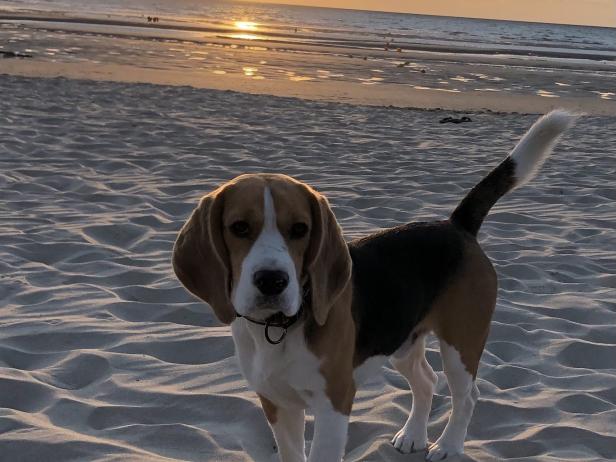 beagle Lof 15 mois , Photo 2