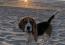 beagle Lof 15 mois , Photo 2