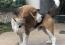 beagle Lof 15 mois , Photo 4