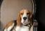 beagle Lof 15 mois , Photo 5