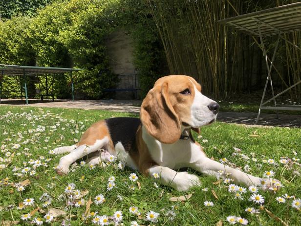 beagle Lof 15 mois , Photo 8