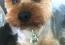 yorkshire terrier, Photo 2