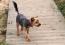 yorkshire terrier, Photo 5